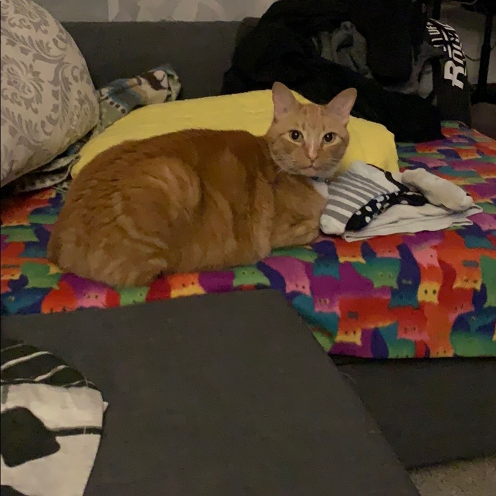 Meet your Posher, Bethani